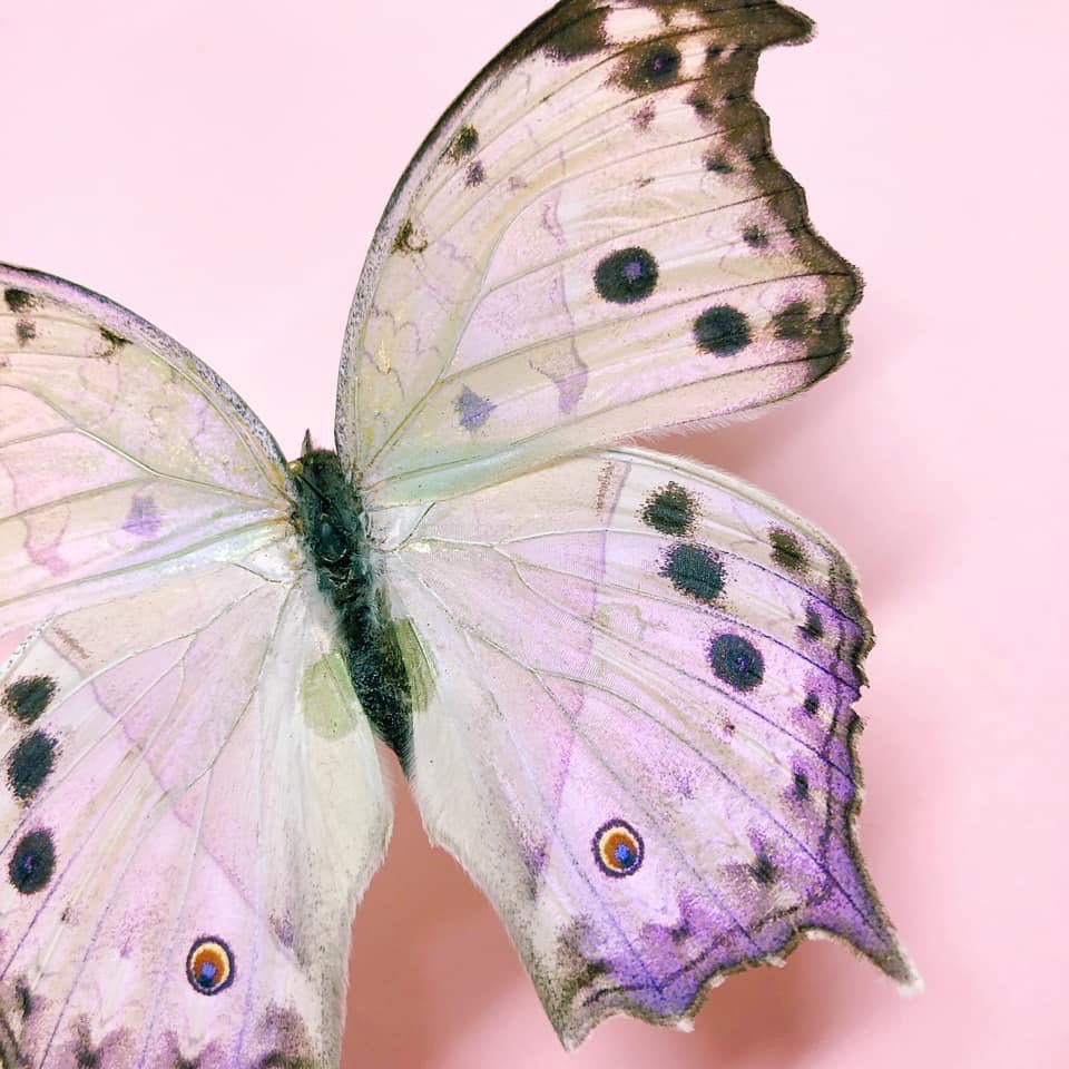 MandySwtAsCandi's profile banner image