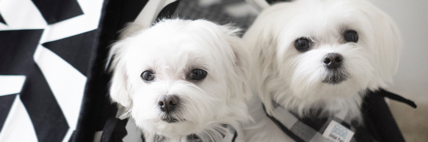 unitedpups's profile banner image