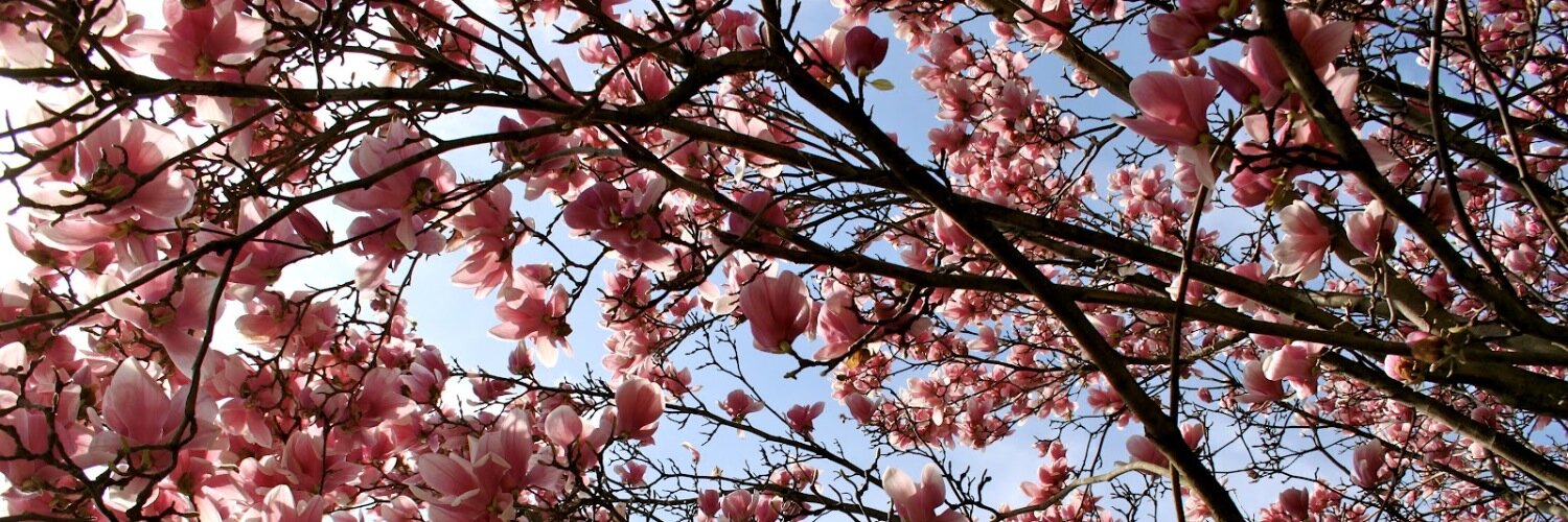 Gypsy Princess banner