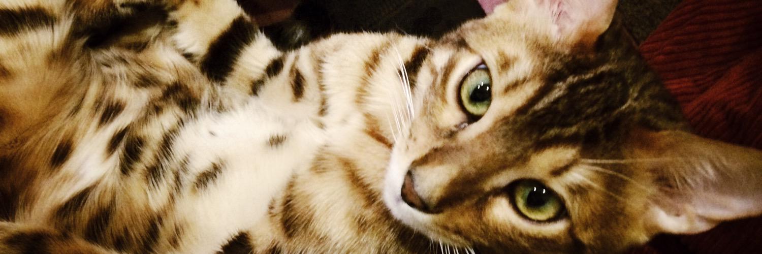 CatSytry's profile banner image