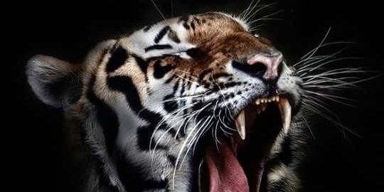 abrahamperez203's profile banner image