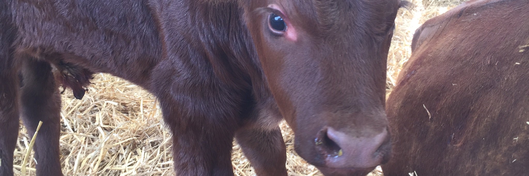 Neil Anderson banner