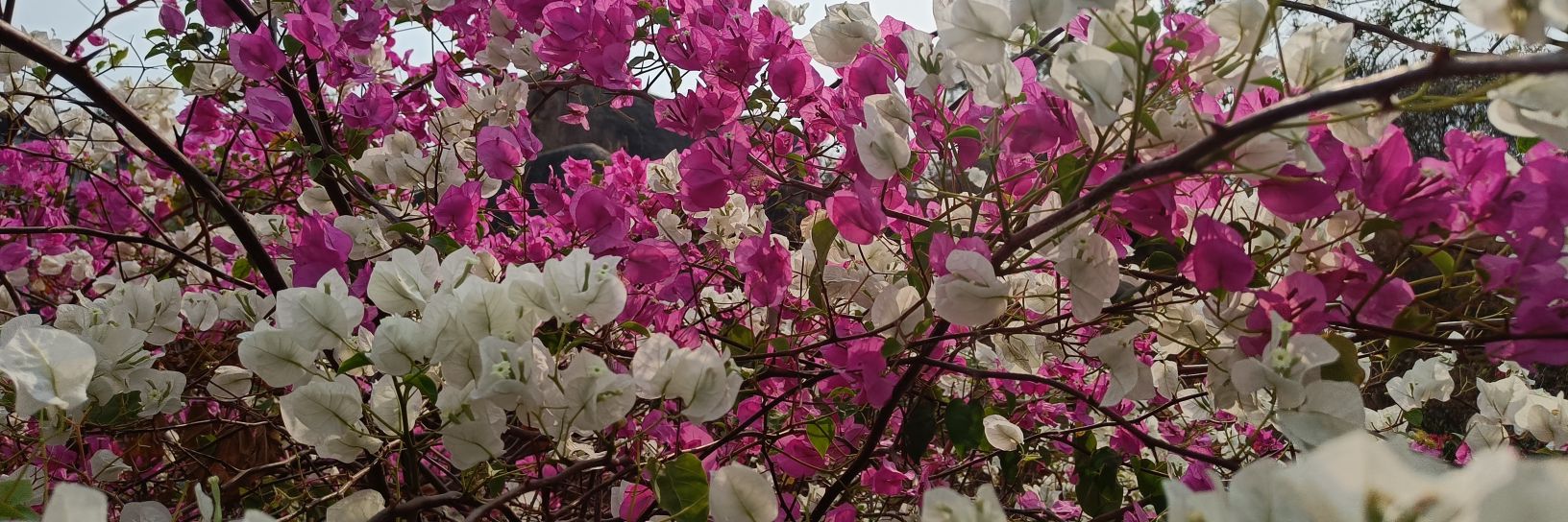 Sushmita Pathak banner