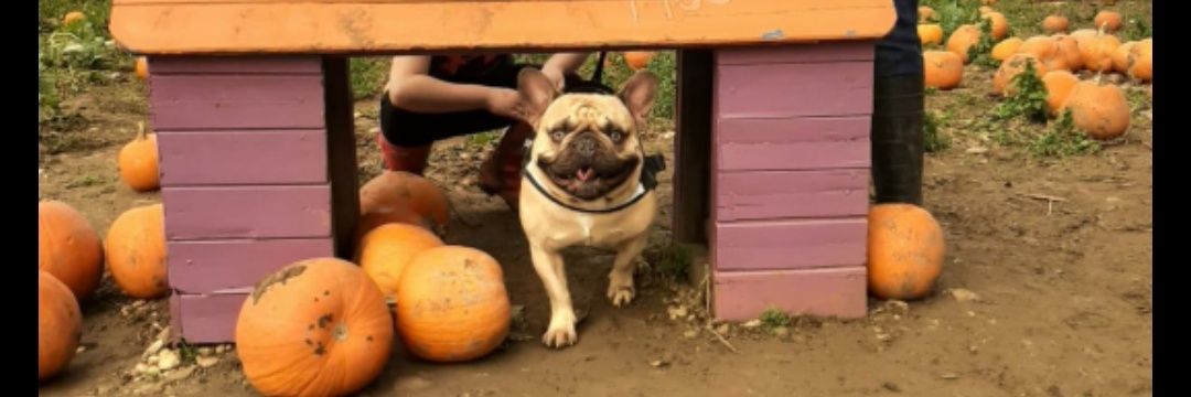 Darren altoft banner