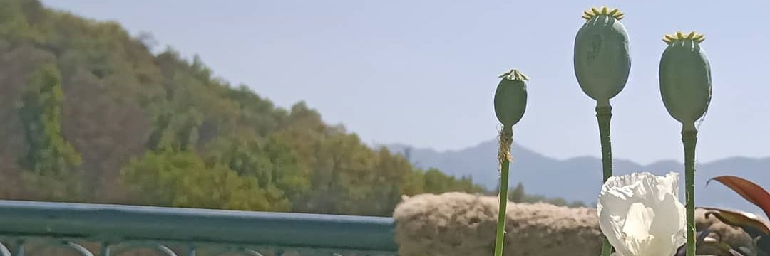 StonersWindow's profile banner image