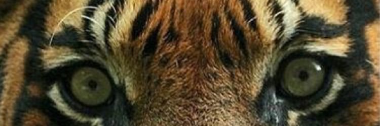 RamseesII's profile banner image
