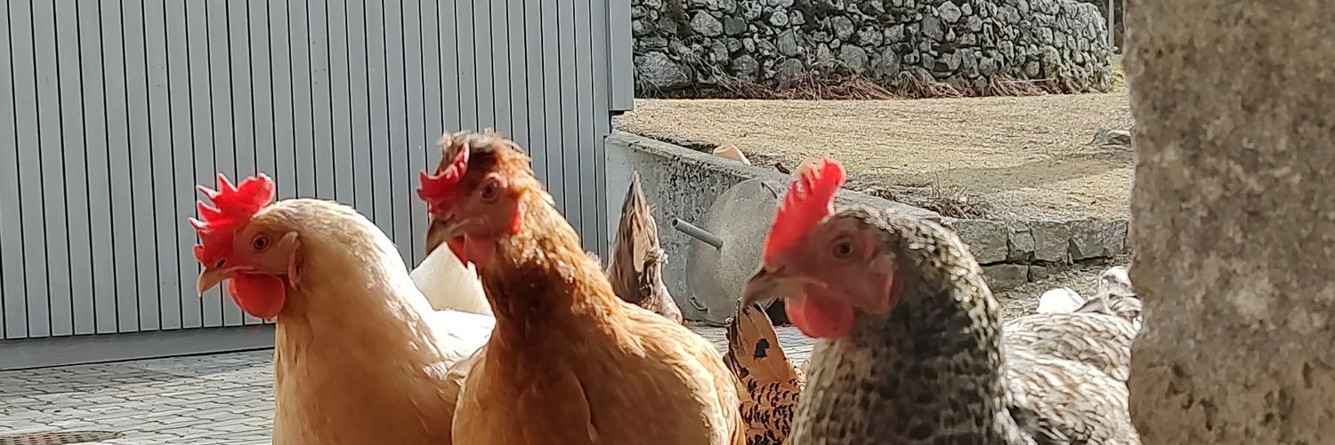RadioVegit's profile banner image