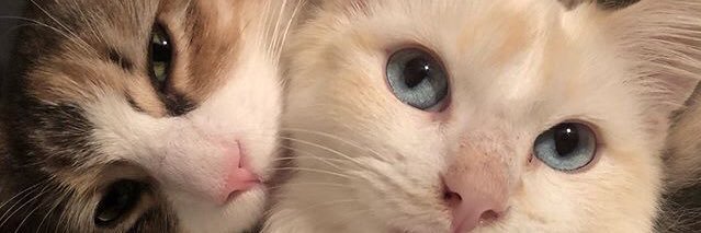seynceyn's profile banner image