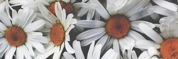 MaeMutina's profile banner image