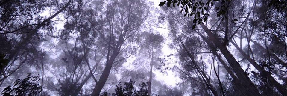 Douglas Madrigal banner