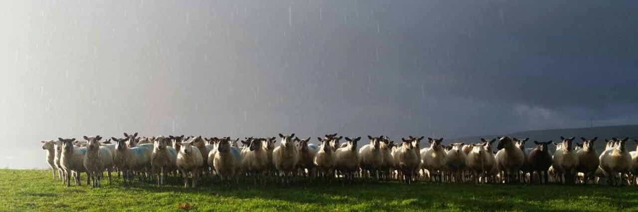 Sion🏴󠁧󠁢󠁷󠁬󠁳󠁿 banner