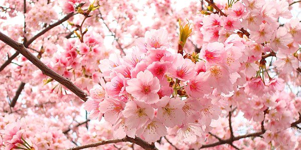 SusanLiu08's profile banner image