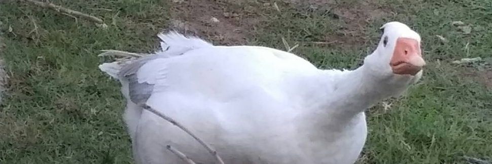 Torradeira11's profile banner image