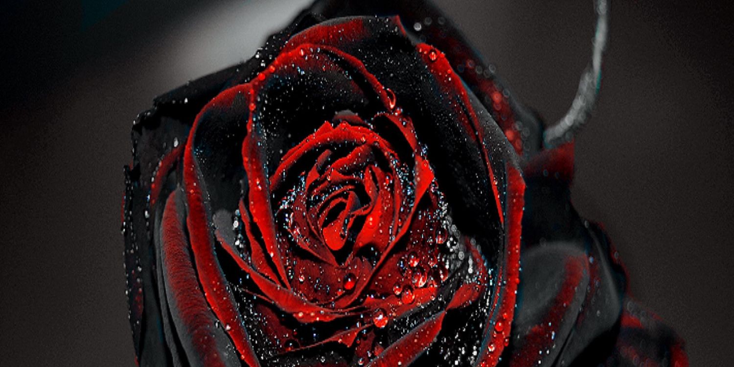 Below0rocker's profile banner image