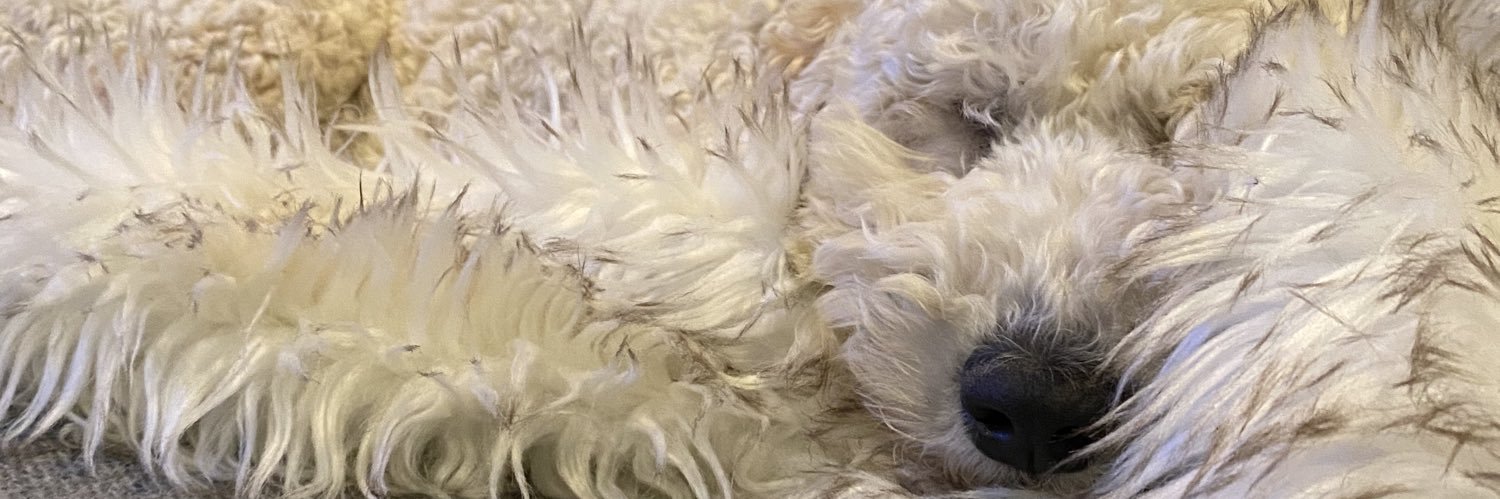 melissa bonetti banner