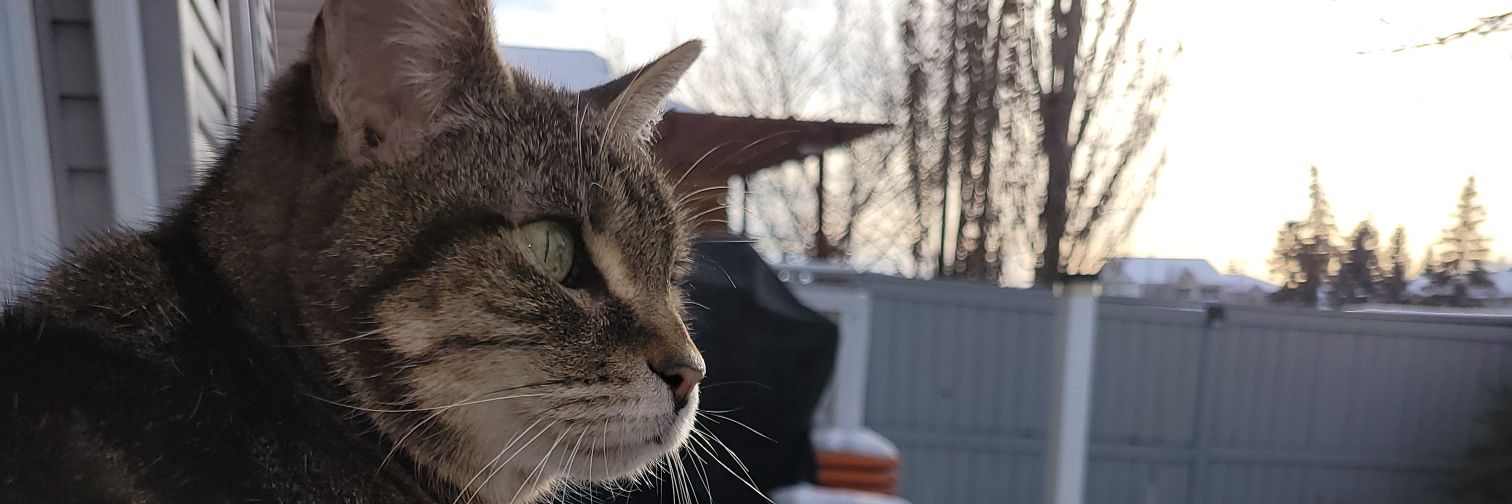 DatCatYT's profile banner image