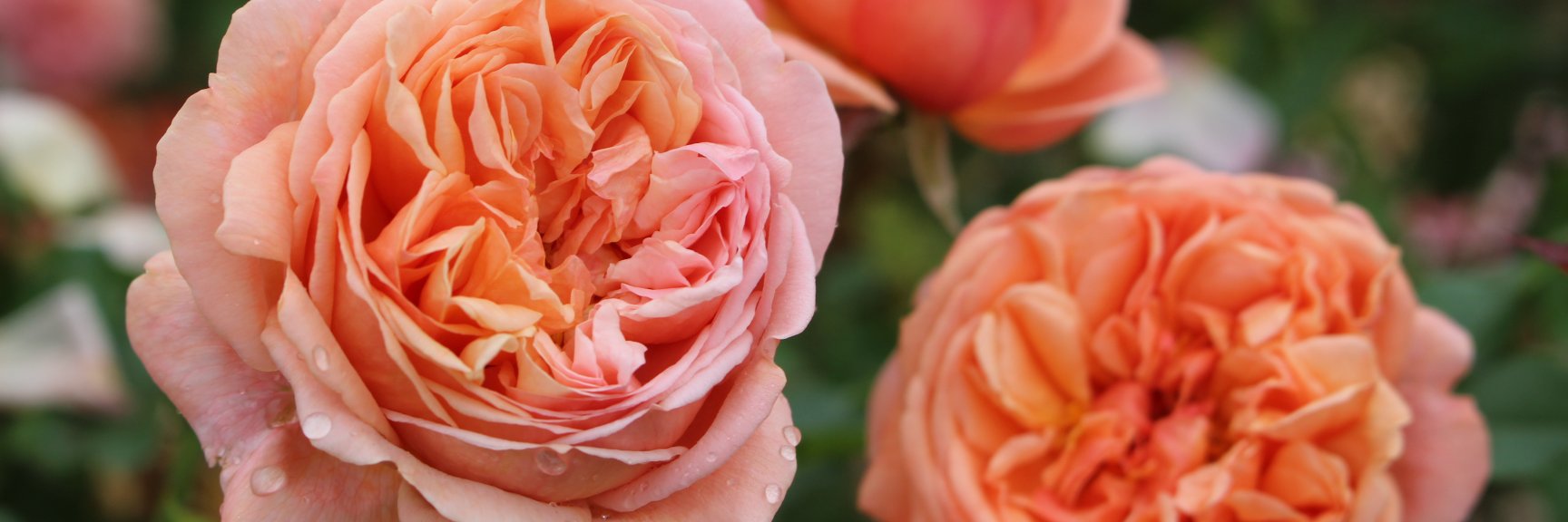 忽滑谷 史記 @Apple Roses banner