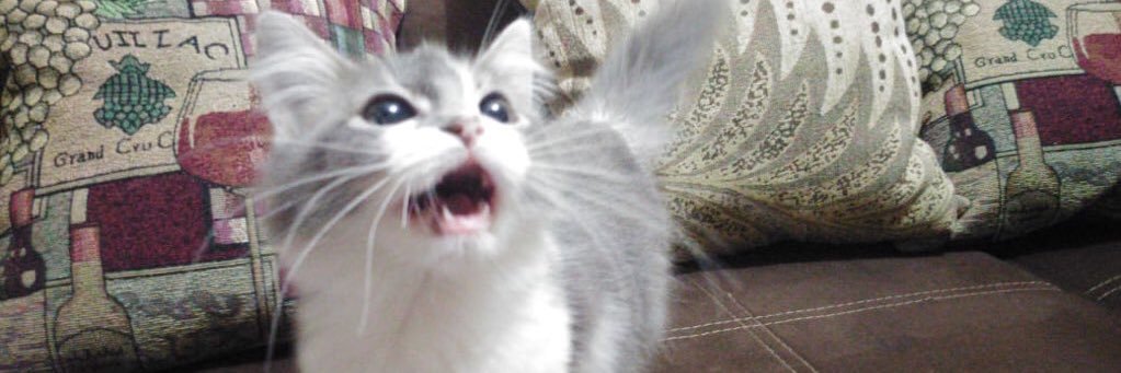 Veronica_Ldz's profile banner image