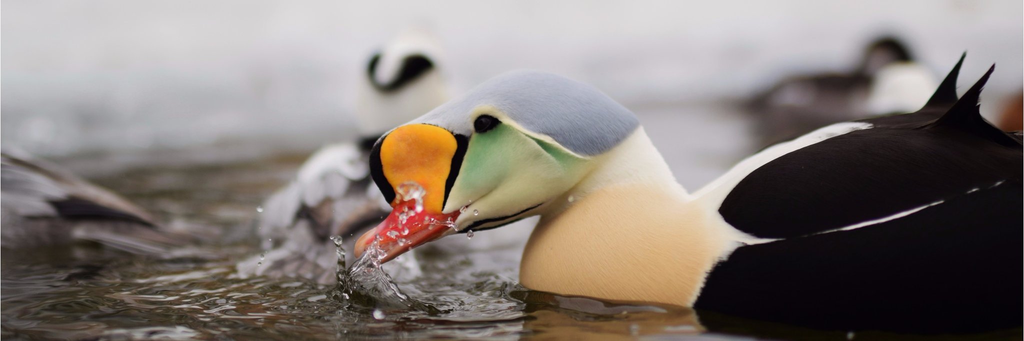 Ripley_ducks's profile banner image