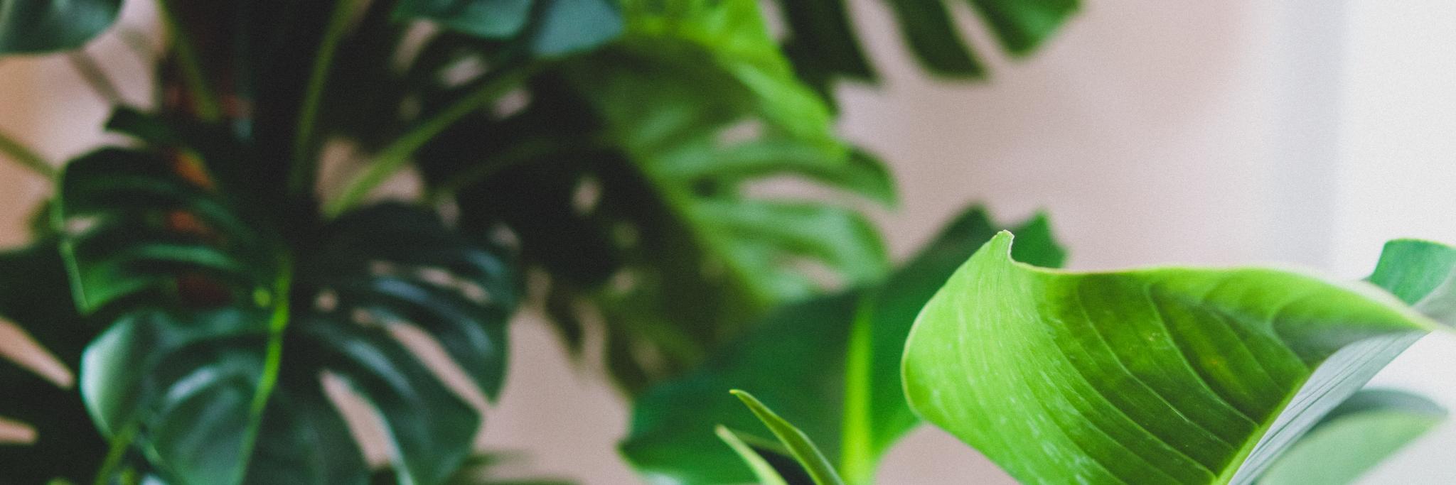 MaliAndFriends's profile banner image