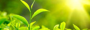 GardenFreshTea's profile banner image