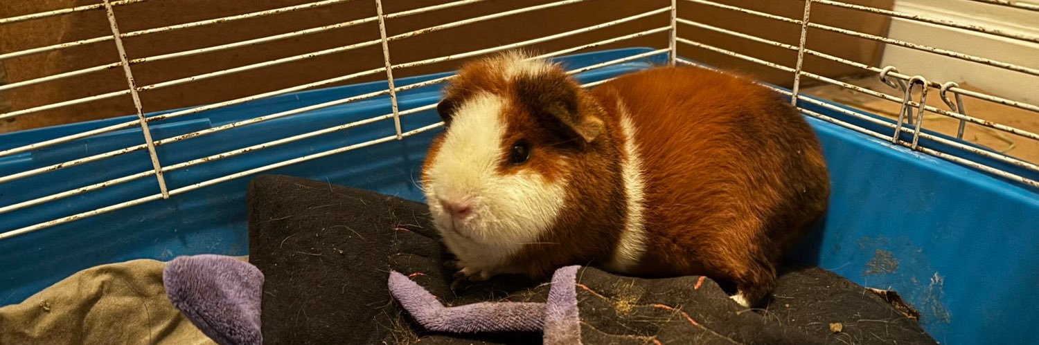 Nafila ✨ Guinea Pig Vtuber 🐹 banner