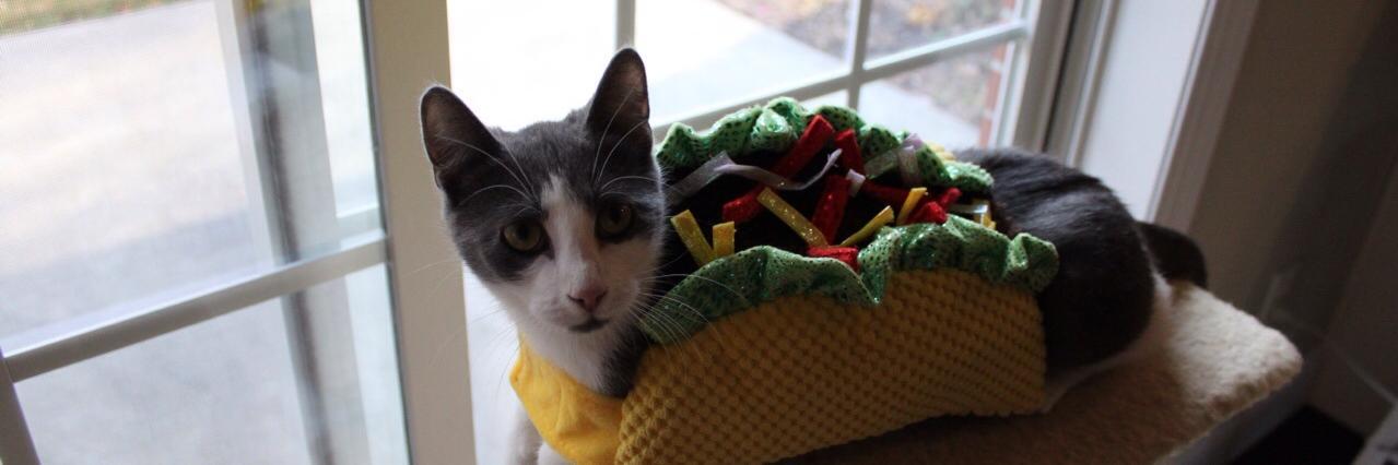 tehtacocat's profile banner image