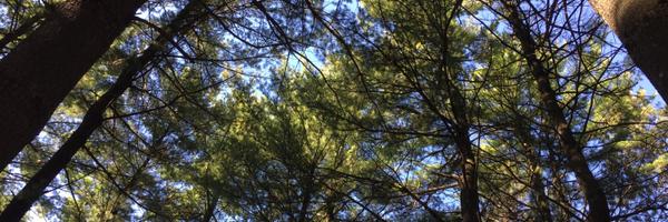 BibliovoreSarah Profile Banner