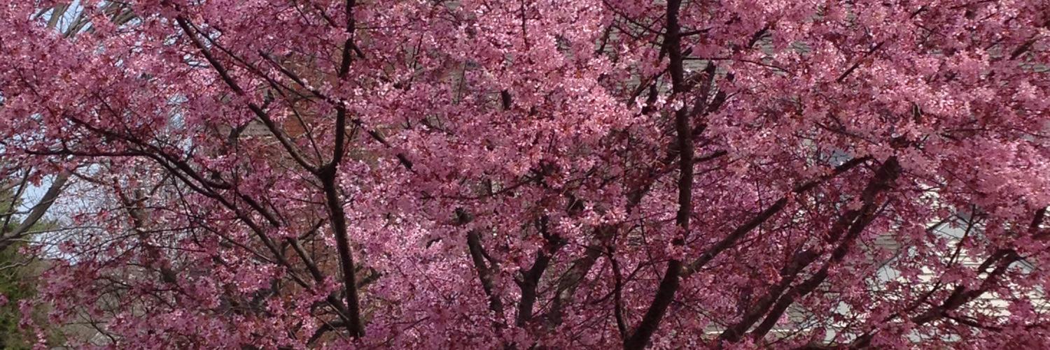 OncNurseEditor's profile banner image