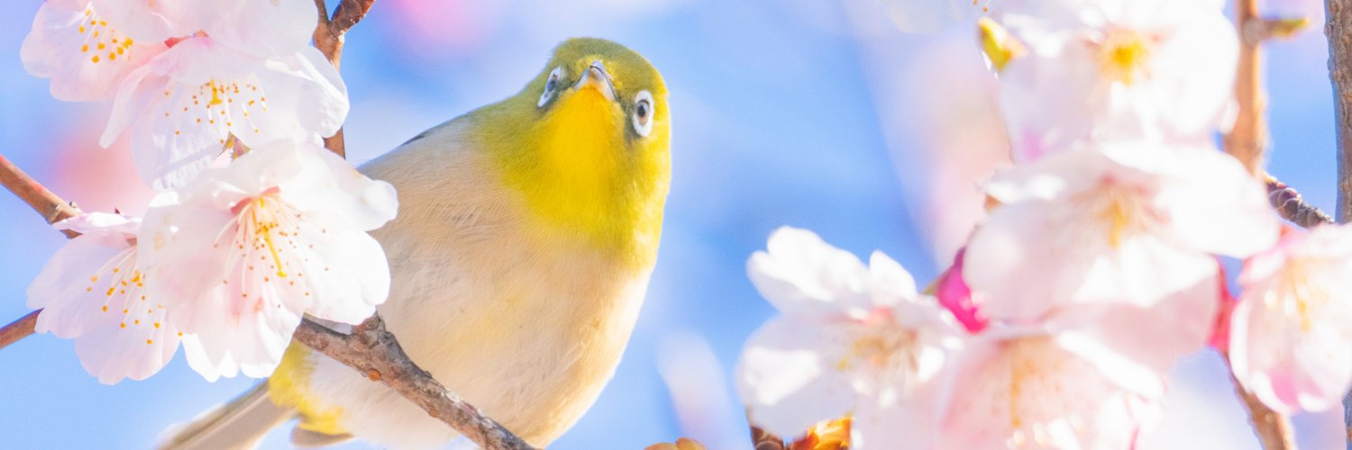 isaolink's profile banner image