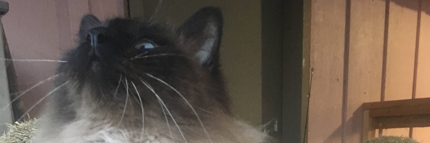 madisonroxisin's profile banner image