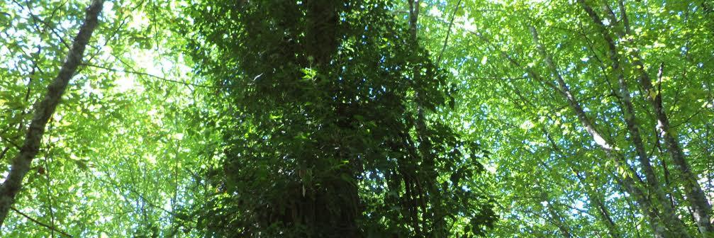 3652lessplastic's profile banner image