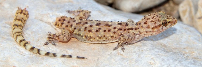 tybek - truth seeker banner