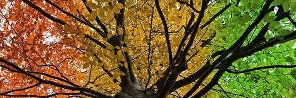 Lopezdorae's profile banner image
