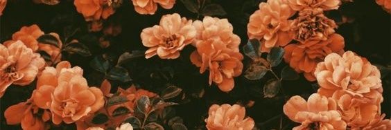 alissonashly15's profile banner image