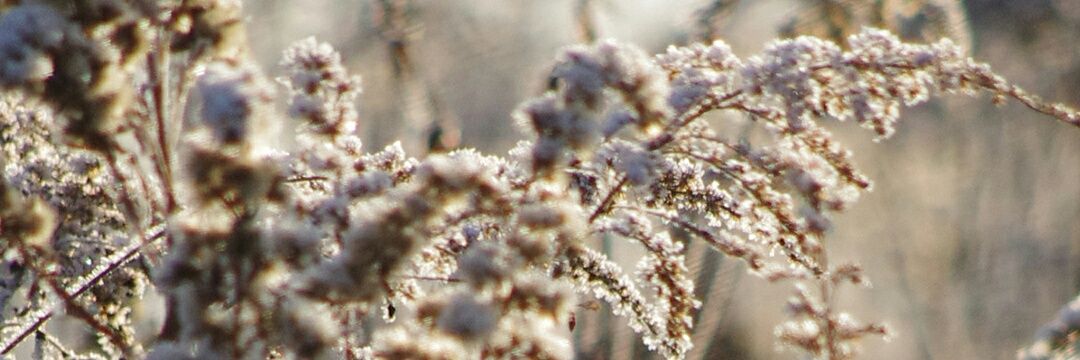SarahWestphal3's profile banner image