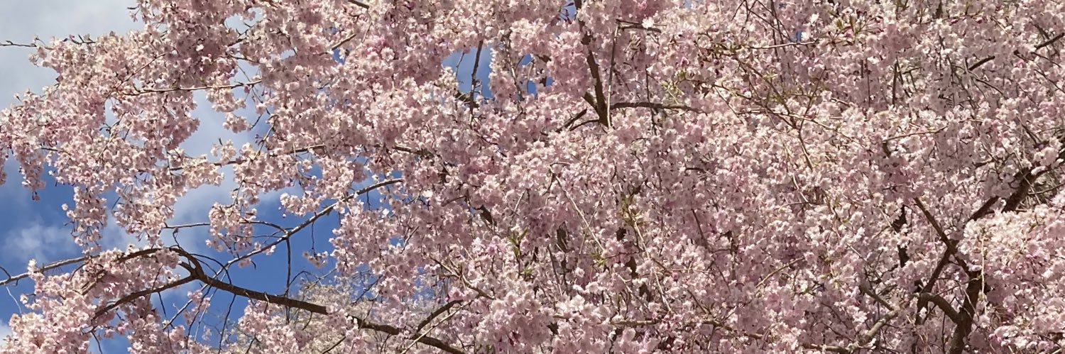 いつでもどこでも猫まみれ🐱 banner