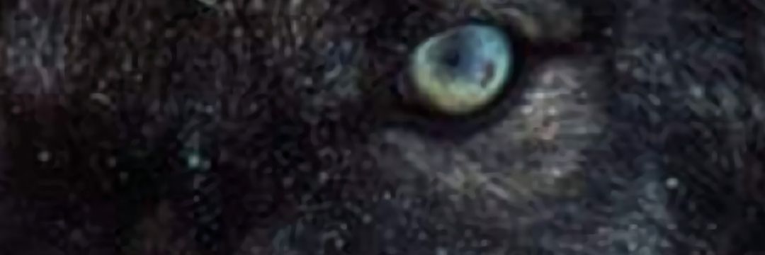 Cindyscomet Biteme banner