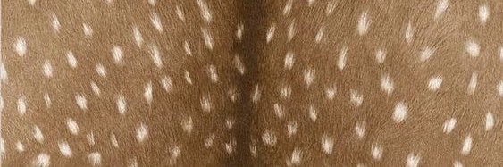d banner
