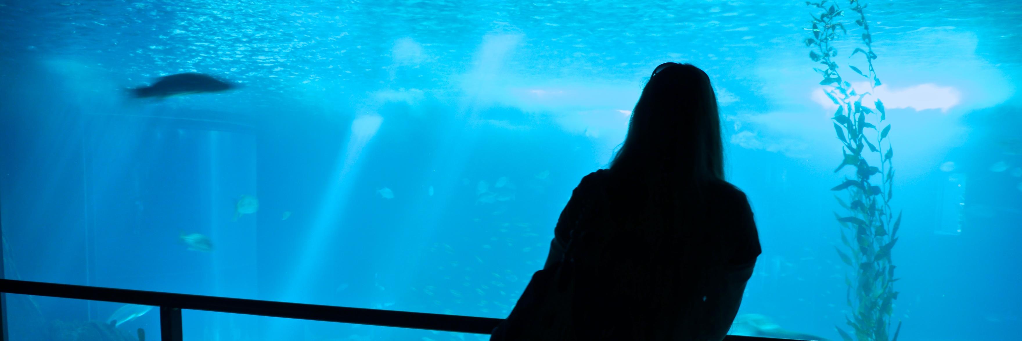 goportugalnet's profile banner image