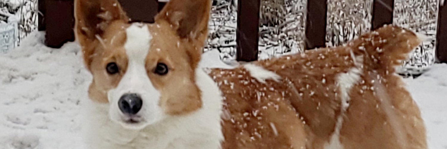 danigrace428's profile banner image