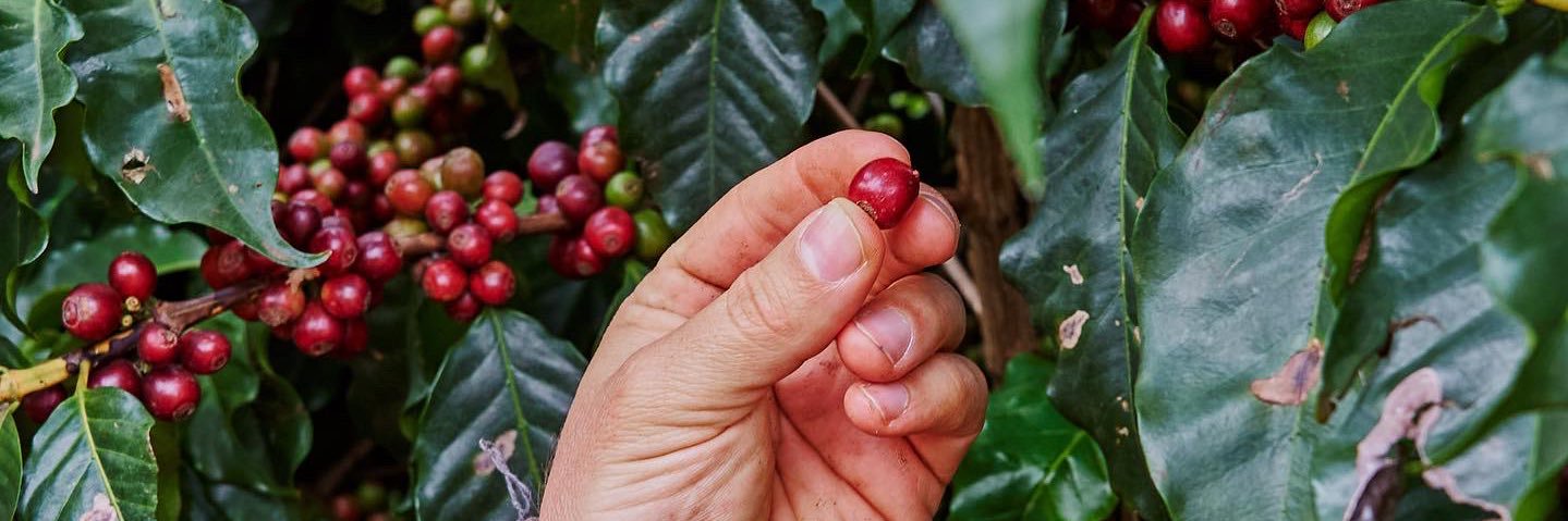 Coffeeness's profile banner image