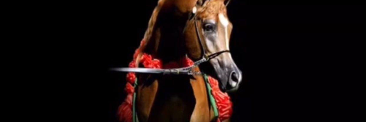 Matrah1412's profile banner image