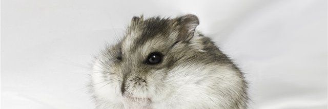 bezimenitak's profile banner image