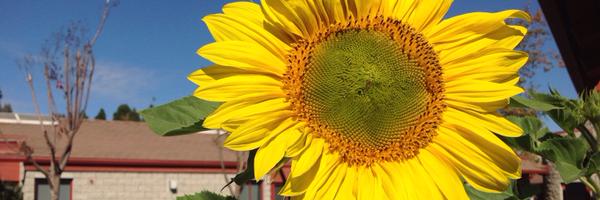 CDMdreamers Profile Banner