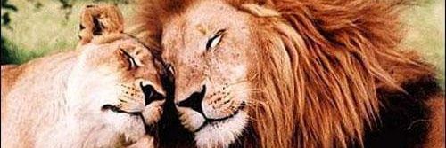 في آمل banner