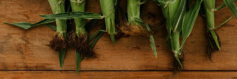 CMNaumoff's profile banner image