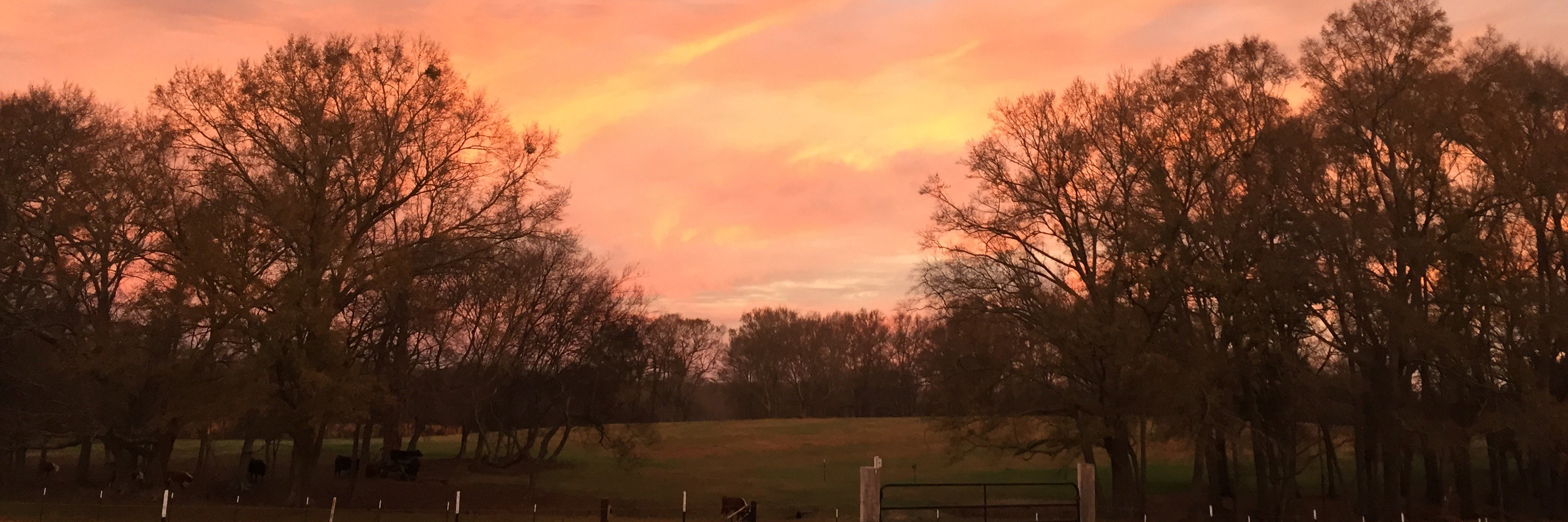 allisonpittman's profile banner image