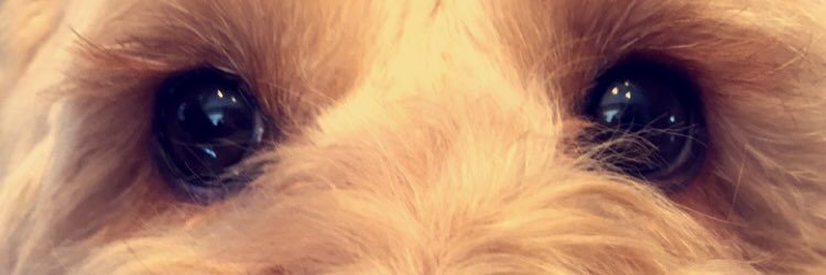 Li banner