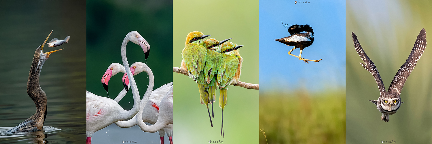 sriram_clicks's profile banner image